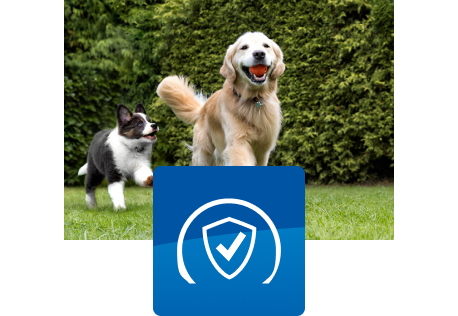 To hunde leger udendørs