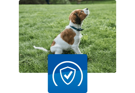 Hvalp sidder udenfor