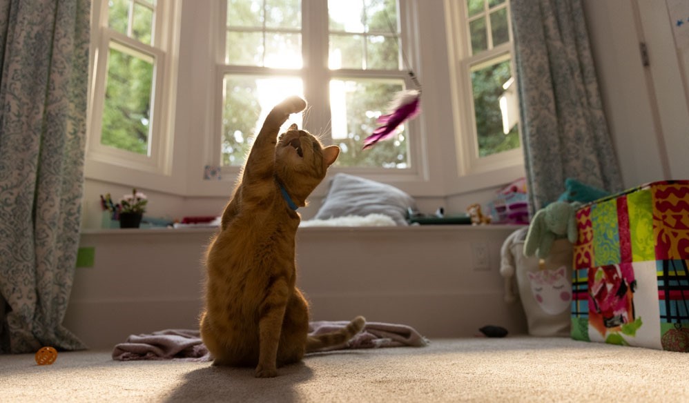 Kat leger med en fjer