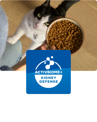 En kat kigger op på en skål med kattemad