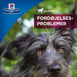 Klientbrochure om mave-tarmproblemer (Hund)