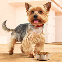 Brochure til hundejere