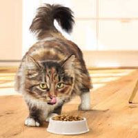 Brochure til katteejere