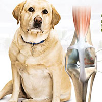 Infoblad om Metabolic Plus (Hund og kat) (Til klienten)